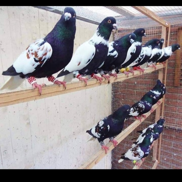 Meet your Posher, Kamal - Picture 1 of 1